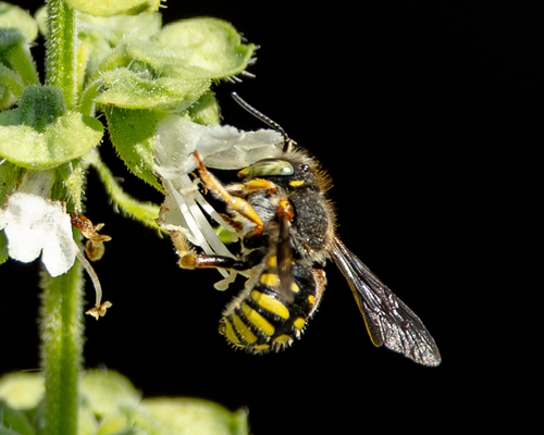Oblong Woolcarder Bee