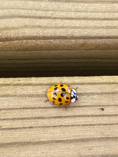 Asian Lady Beetle