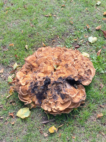 Giant Polypore