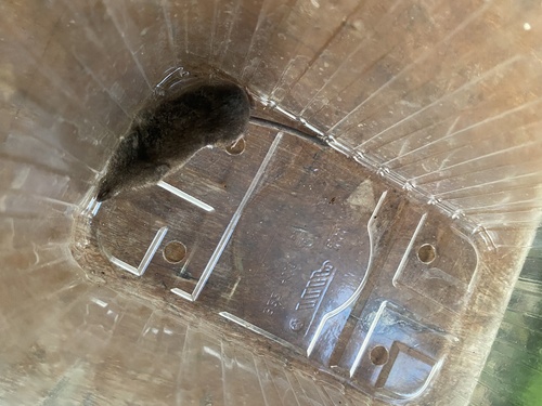 Common Shrew
