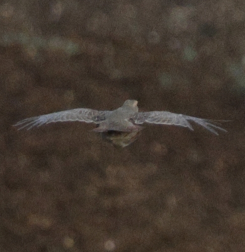 Gray Partridge