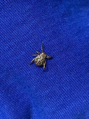 Ornate Sheep Tick