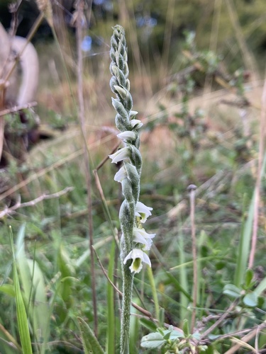 Autumn Ladies' Tresses