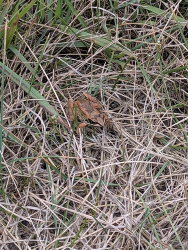 Wood Frog