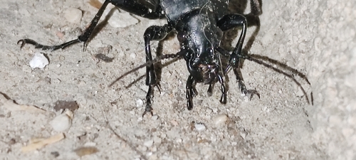 Leather Beetle