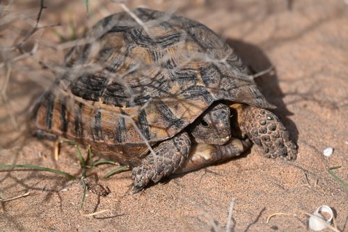 Greek Tortoise