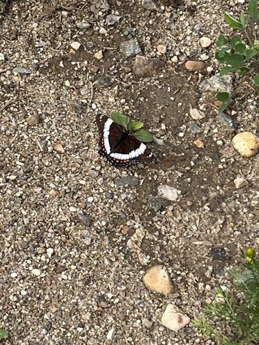 Western White Admiral