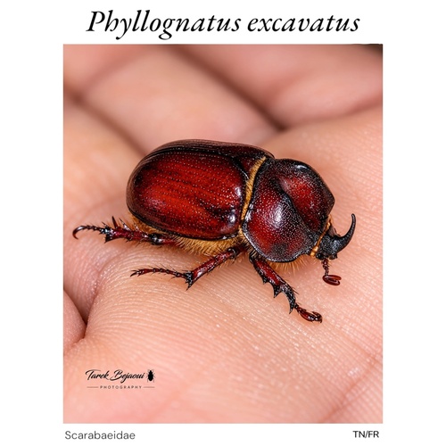 Phyllognathus excavatus
