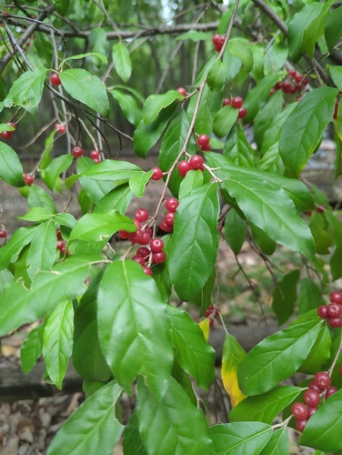 autumn olive