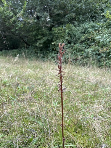 Greater butterfly-orchid