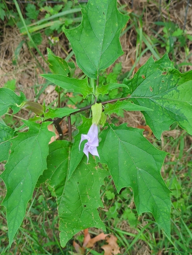 jimsonweed
