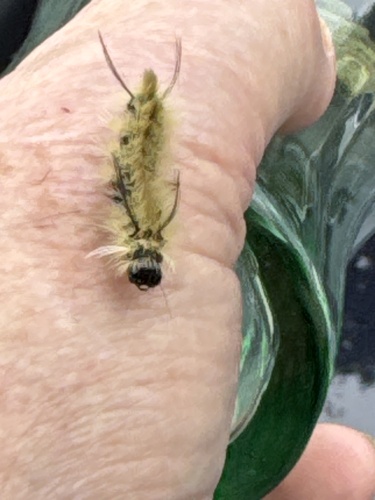 Banded Tussock Moth