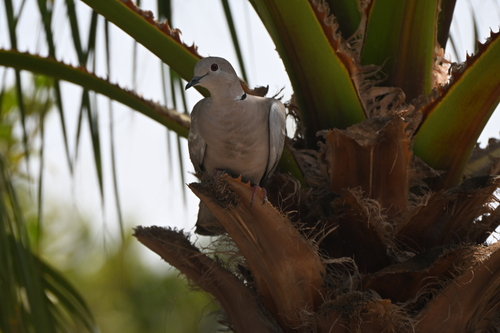 Eurasian Collared-Dove