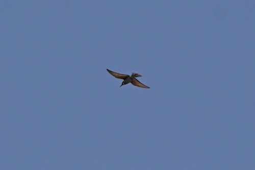European Bee-eater