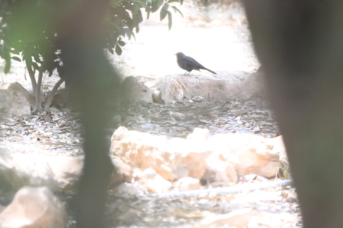 Eurasian Blackbird