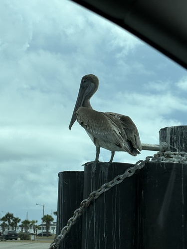 Brown Pelican