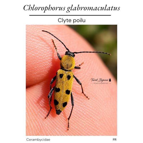 Chlorophorus glabromaculatus