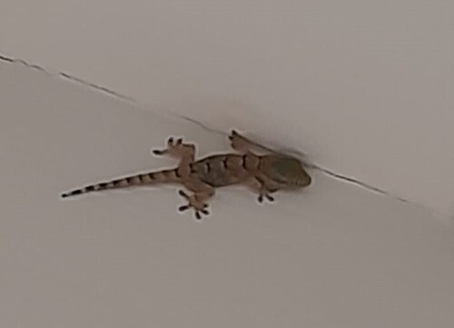 Moorish Gecko