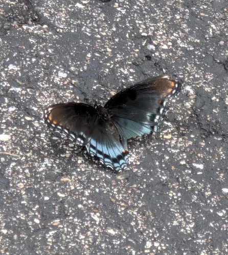 Red-spotted Purple