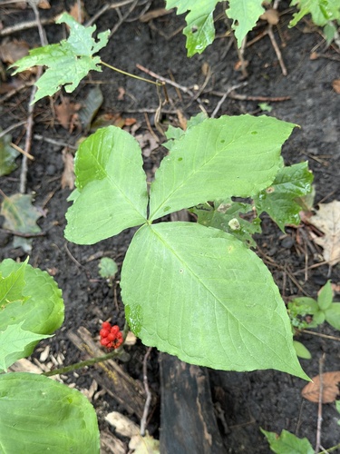 Jack-in-the-Pulpit