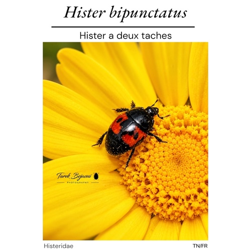 Hister bipunctatus