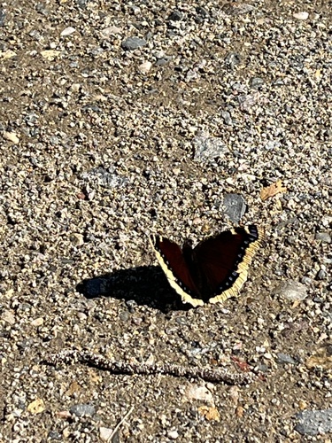 Mourning Cloak
