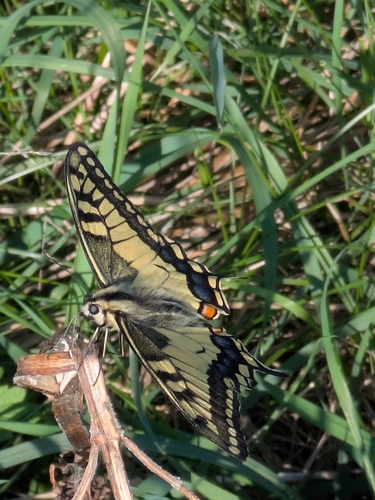 Old World Swallowtail