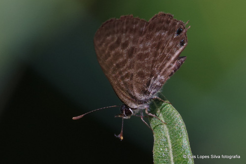 Lang's Short-tailed Blue