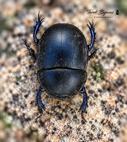 Thorectes intermedius
