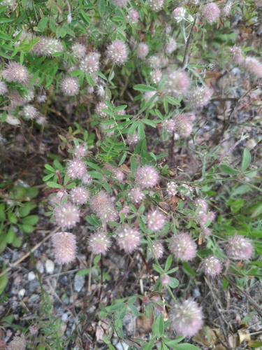 rabbitfoot clover