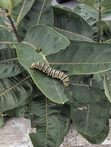 Monarch