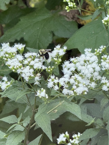 Common Eastern Bumble Bee
