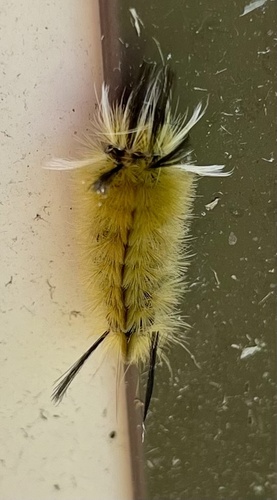 Banded Tussock Moth