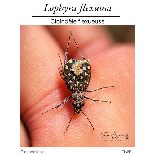 Lophyra flexuosa