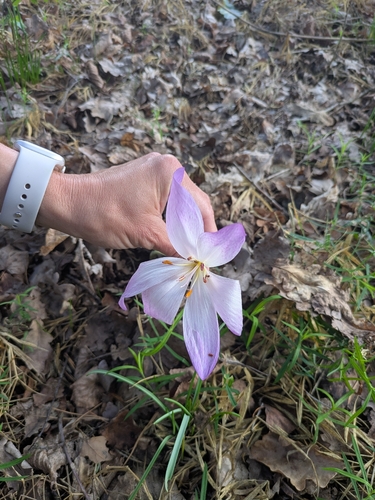 Giant Meadow Saffron