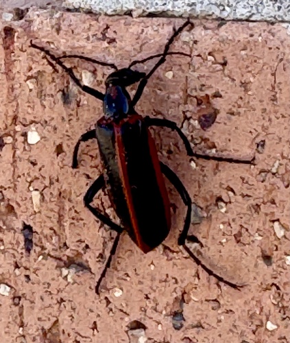 Pyrota akhurstiana