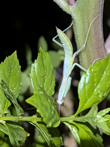 Mediterranean Mantis