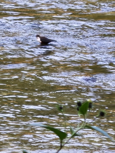 White-throated Dipper