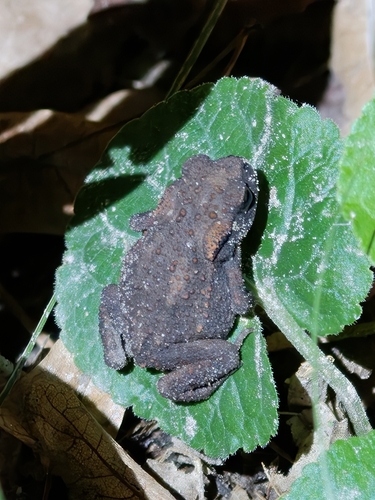 European Toad