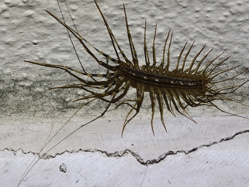 House Centipede