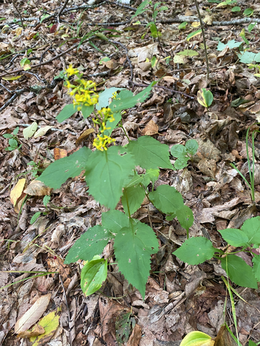 broad-leaved goldenrod