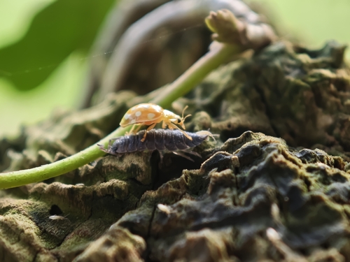 Orange Ladybird