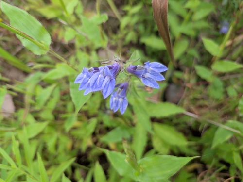 great blue lobelia