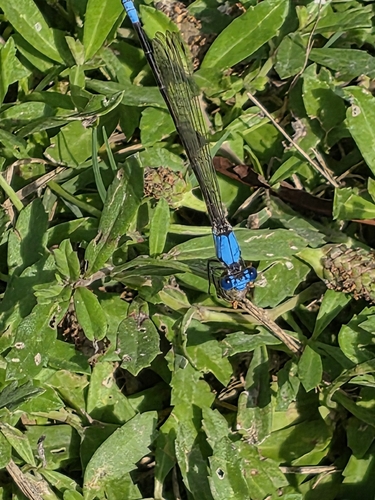 Blue-fronted Dancer
