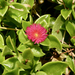 Heart-leaf Ice Plant - Photo (c) Jim Roberts, all rights reserved, uploaded by Jim Roberts