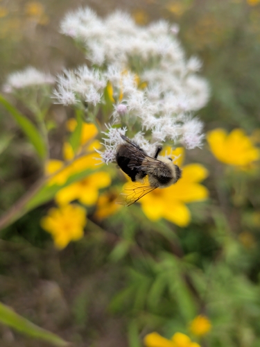 Common Eastern Bumble Bee