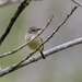 Smoky-fronted Tody-Flycatcher - Photo (c) Marcelo Maux, all rights reserved, uploaded by Marcelo Maux