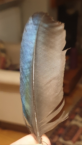 Eurasian Magpie