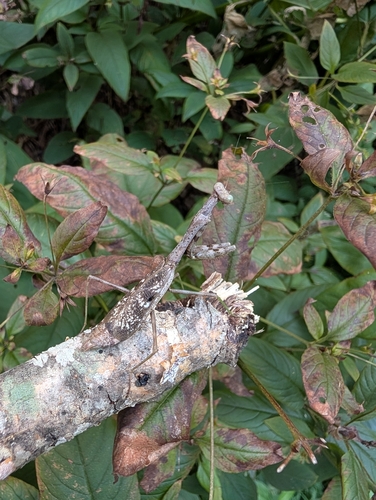Carolina Mantis