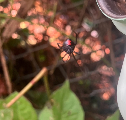 Southern Black Widow